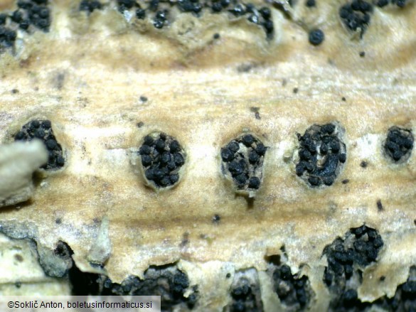 Diaporthe oncostoma