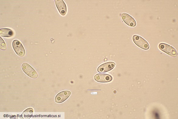 Stromatinia rapulum