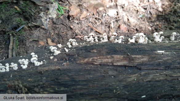 Panellus stipticus