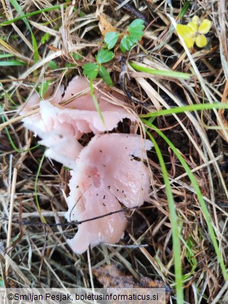Porpolomopsis calyptriformis