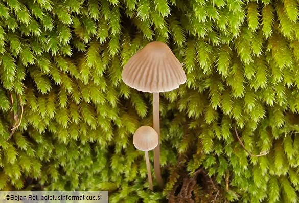 Mycena erubescens