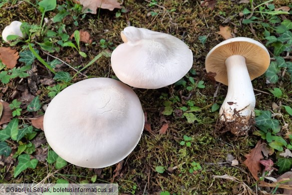 Entoloma sinuatum