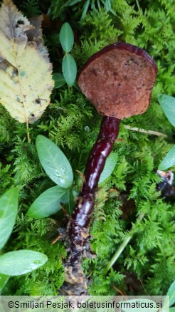 Ganoderma carnosum