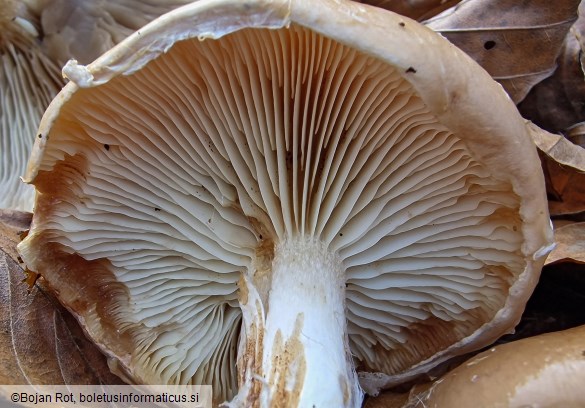 Pholiota lenta