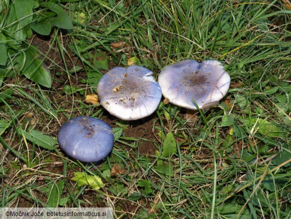 Cortinarius moenne-loccozii