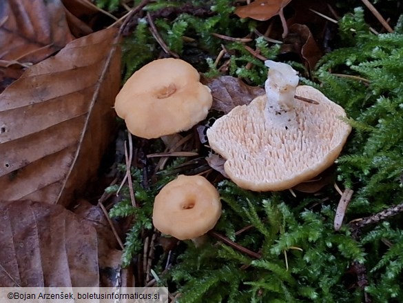 Hydnum umbilicatum