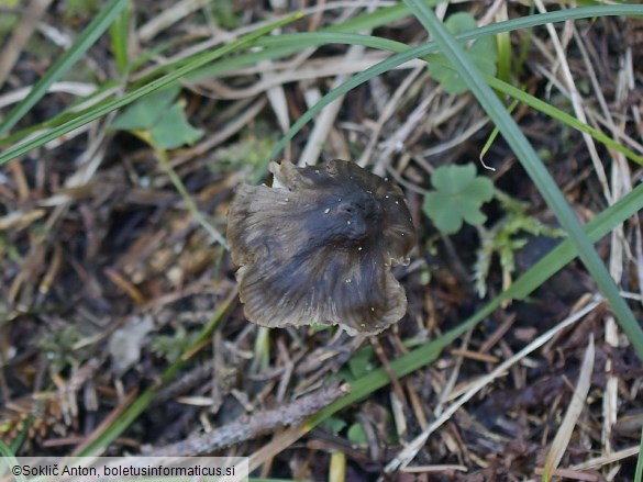 Mycopan scabripes