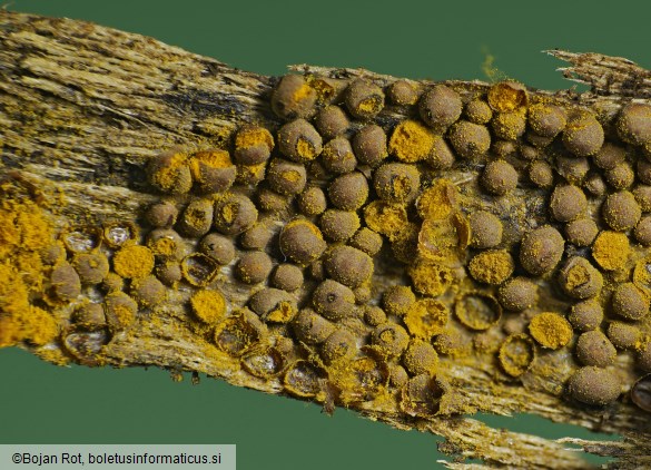 Perichaena corticalis