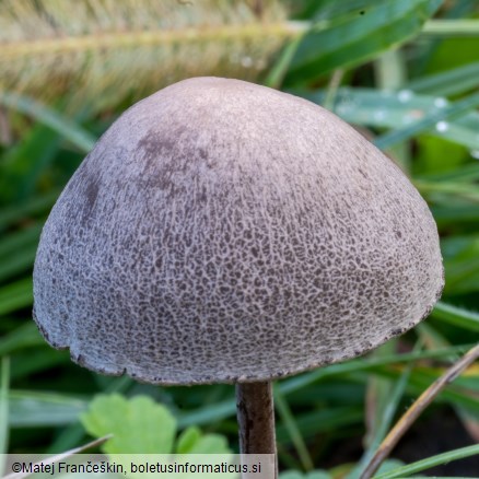 Panaeolina foenisecii