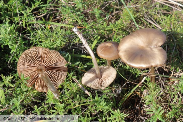 Entoloma sericeum