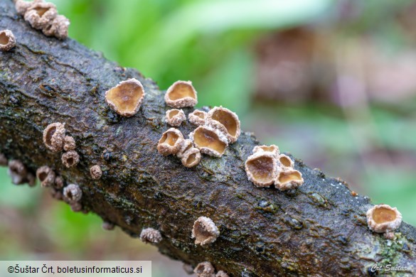 Velutarina rufo-olivacea