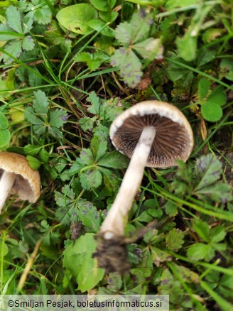 Lacrymaria lacrymabunda