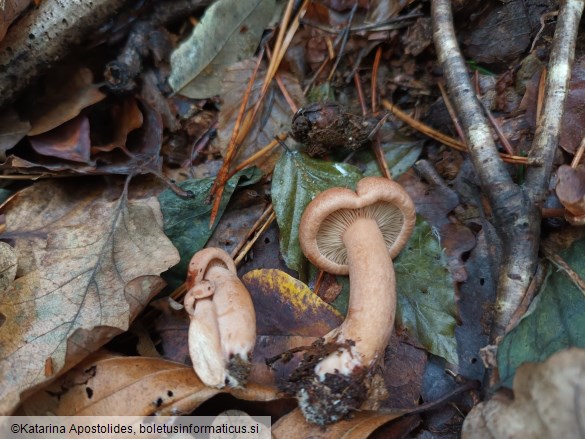 Lactarius quietus