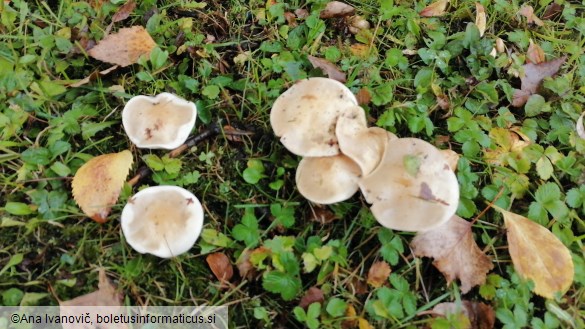 Hebeloma leucosarx