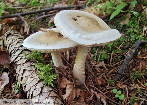 Melanoleuca subalpina