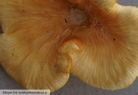 Neofavolus suavissimus