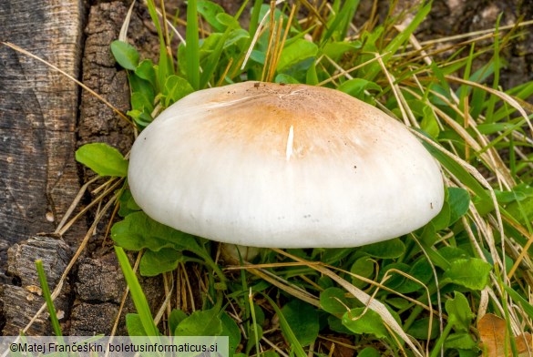Pluteus pellitus