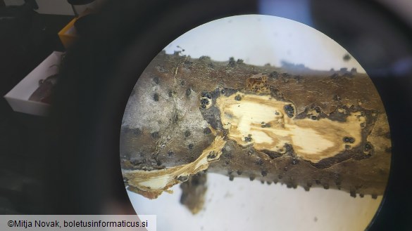 Peroneutypa scoparia