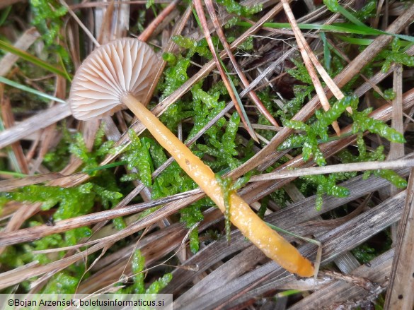 Gliophorus laetus