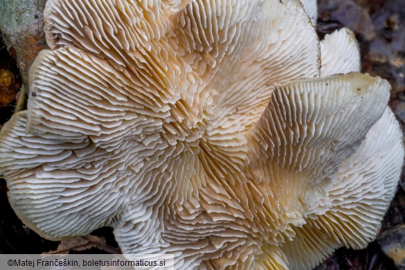 Trametes betulina