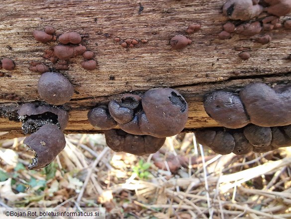 Daldinia childiae