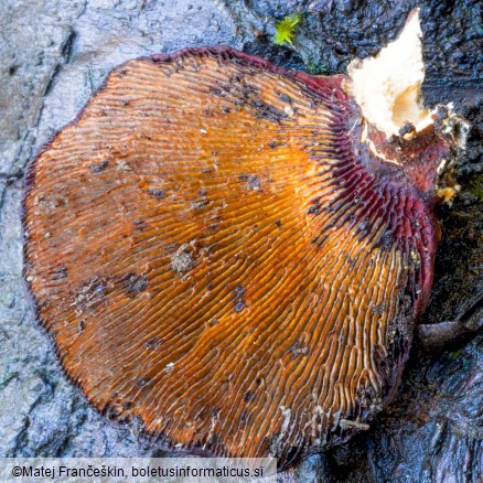 Daedaleopsis tricolor