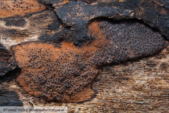 Hypomontagnella submonticulosa