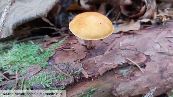 Gymnopilus penetrans