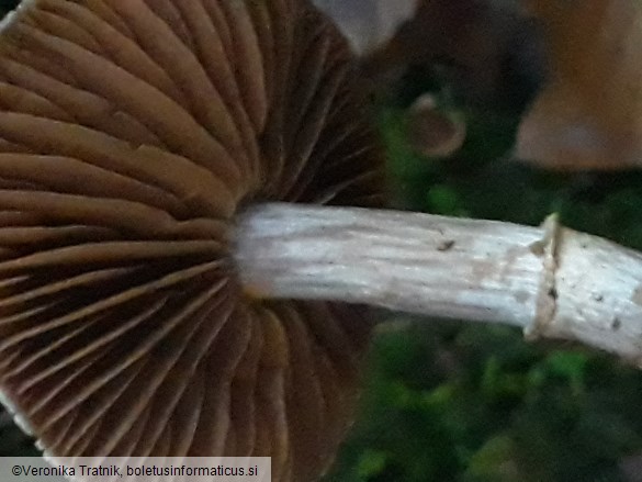Cortinarius flexipes