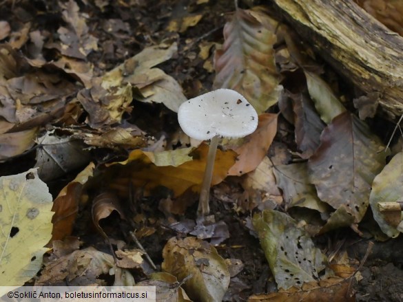 Hymenopellis hygrophoroides