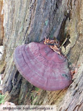 Ganoderma resinaceum