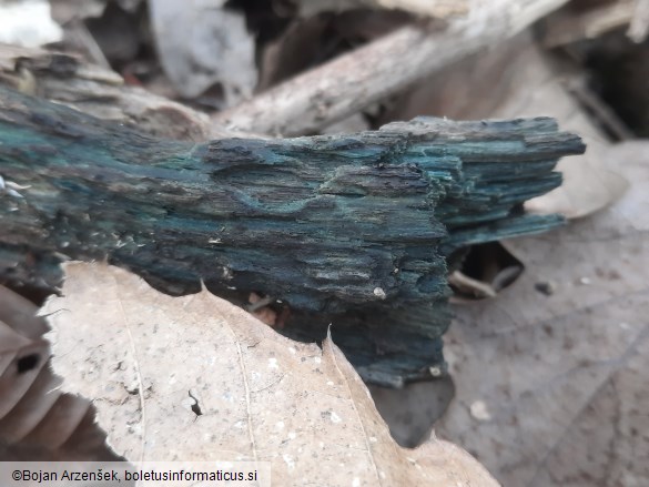 Chlorociboria aeruginascens