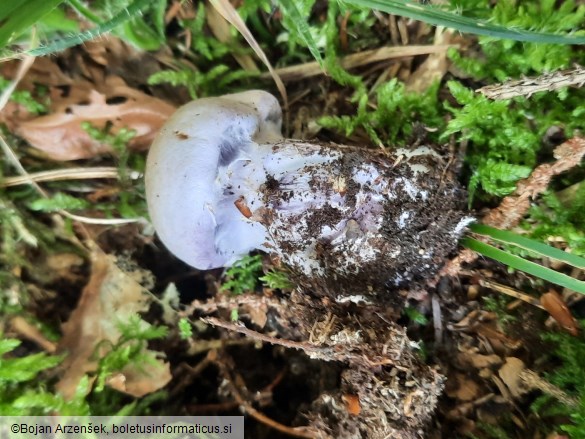 Cortinarius camphoratus