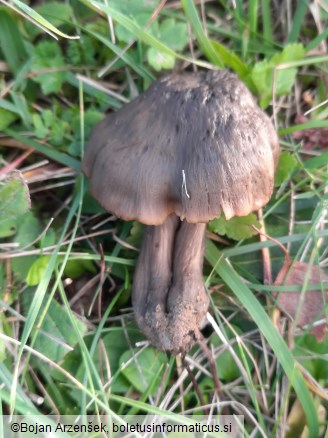 Hygrocybe ovina