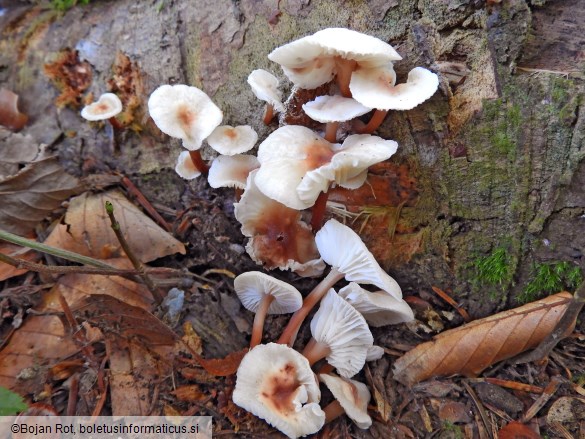 Gymnopus erythropus