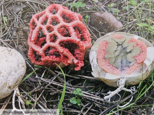 Clathrus ruber