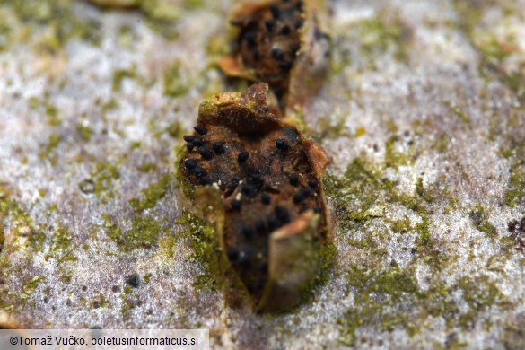 Sillia ferruginea