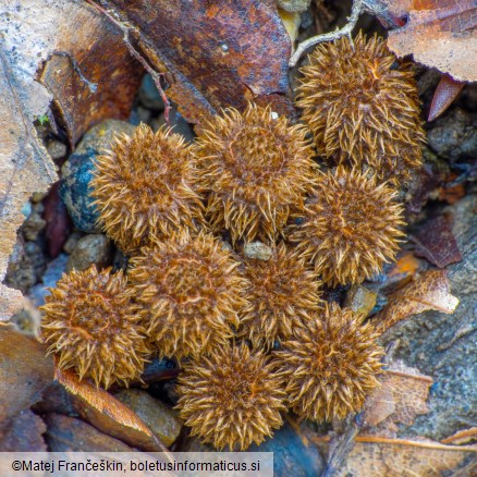 Cyathus striatus