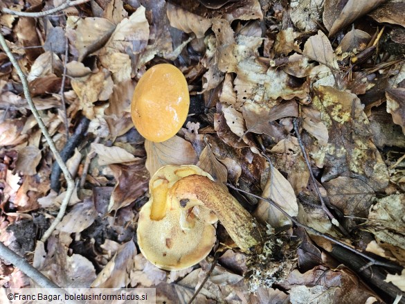 Suillus grevillei