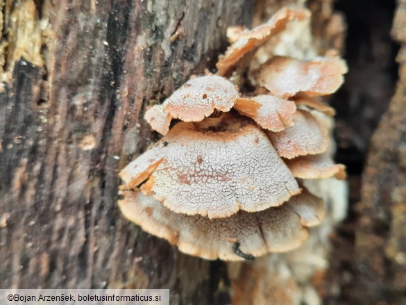 Panellus stipticus