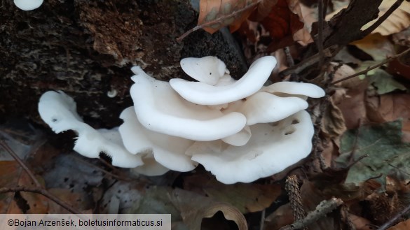 Pleurocybella porrigens