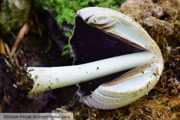 Coprinellus domesticus