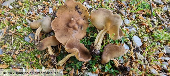 Helvella solitaria