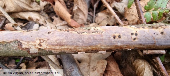Vuilleminia coryli