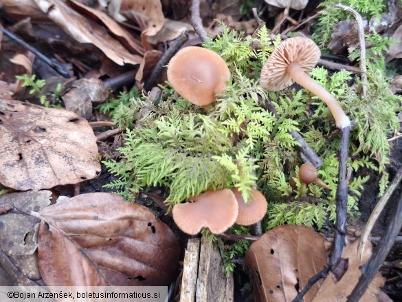 Tubaria furfuracea