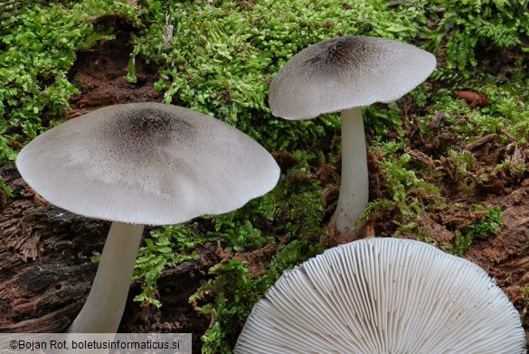 Pluteus salicinus