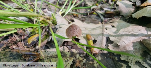 Psathyrella orbitarum
