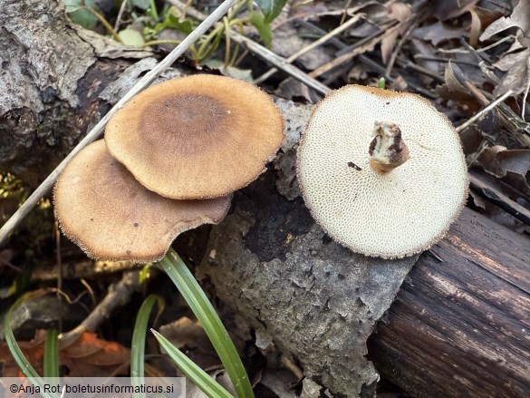 Lentinus brumalis