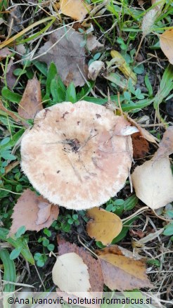 Lactarius torminosus