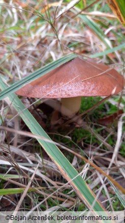 Suillus luteus